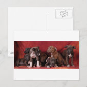 Pitbullpuppy Briefkaart (Voorkant / Achterkant)