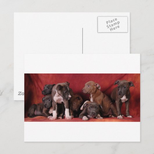 Pitbullpuppy Briefkaart (Voorkant / Achterkant)