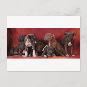 Pitbullpuppy Briefkaart