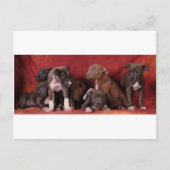 Pitbullpuppy Briefkaart (Voorkant)
