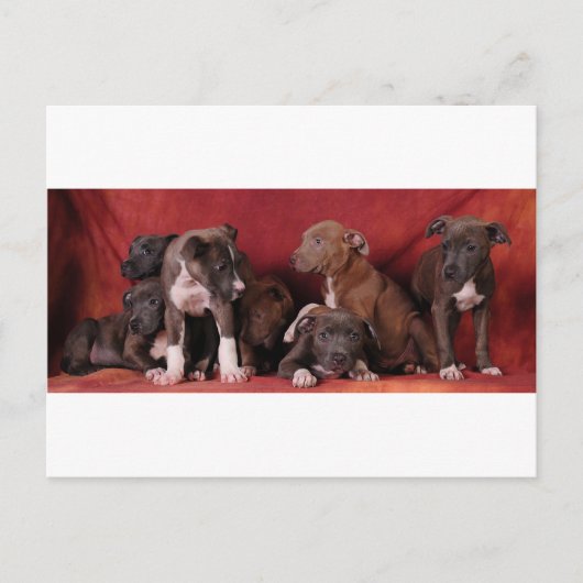 Pitbullpuppy Briefkaart (Voorkant)
