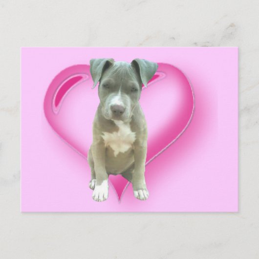 Pitbullpuppy briefkaart (Voorkant)
