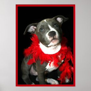 Pitbullpuppy poster