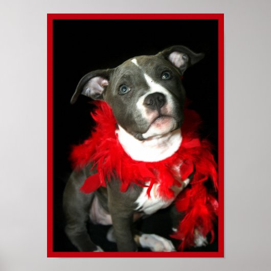 Pitbullpuppy poster (Voorkant)