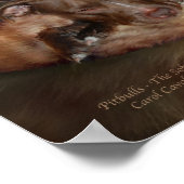 Pitbulls - het zachtere Poster/de Druk van de zijk Poster (Hoek)