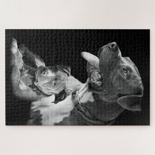 Pitbulls Legpuzzel (Horizontaal)