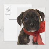 Pitbulppupil met rood lintje briefkaart (Voorkant / Achterkant)