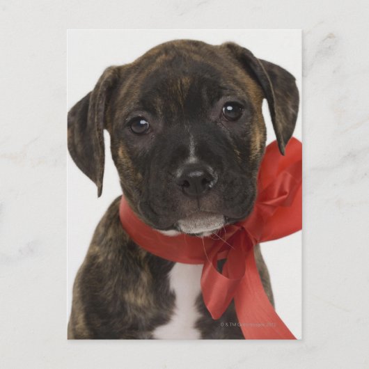Pitbulppupil met rood lintje briefkaart (Voorkant)