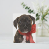 Pitbulppupil met rood lintje briefkaart (Staand voorkant)
