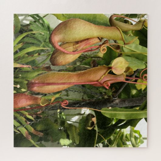 Pitcher-Plant, apenpotten Legpuzzel (Horizontaal)