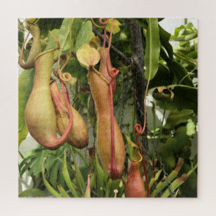 Pitcher-Plant, apenpotten Legpuzzel