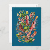 Pitcher-Plant (blauw) |  druk Ernst Haeckel Briefkaart (Voorkant / Achterkant)