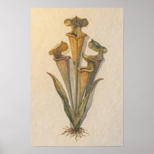 Pitcher Plant Botanische Studie Poster (Voorkant)