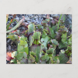 Pitcher Plant Briefkaart