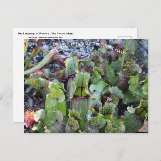 Pitcher Plant Briefkaart (Voorkant / Achterkant)