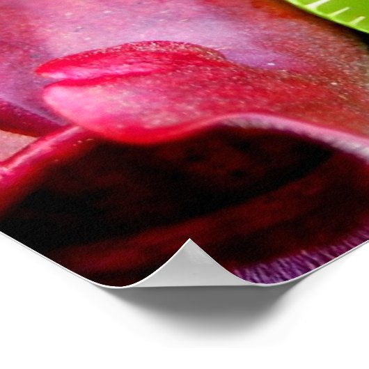 Pitcher-Plant en Venus Fly Trap Poster (Hoek)