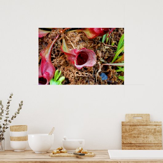 Pitcher-Plant en Venus Fly Trap Poster (Keuken)