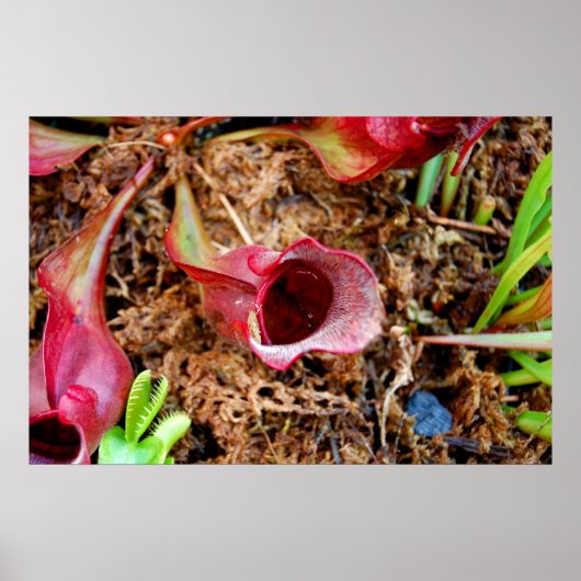 Pitcher-Plant en Venus Fly Trap Poster (Voorkant)
