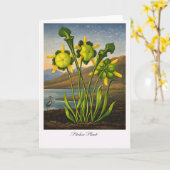 Pitcher Plant — Moderne Botanische Herinterpretati Kaart (Gele Bloem)