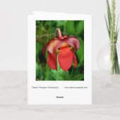 Pitcher-Plant: Rode ventilator tegen groene achter Kaart (Achterkant)