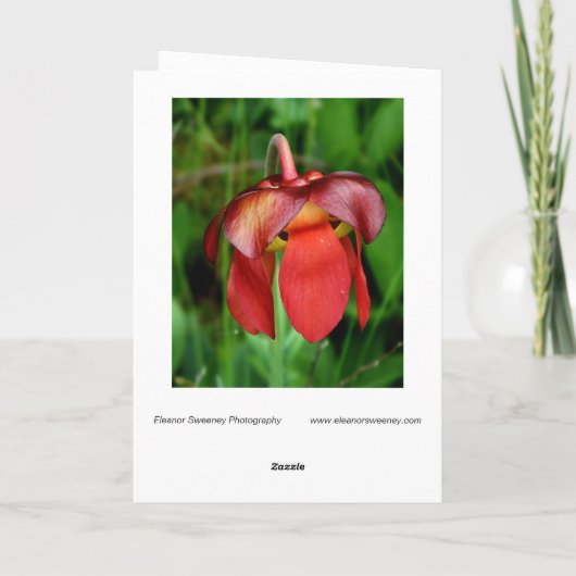 Pitcher-Plant: Rode ventilator tegen groene achter Kaart (Achterkant)