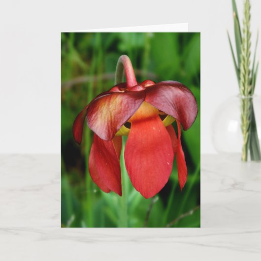 Pitcher-Plant: Rode ventilator tegen groene achter Kaart (Voorkant)