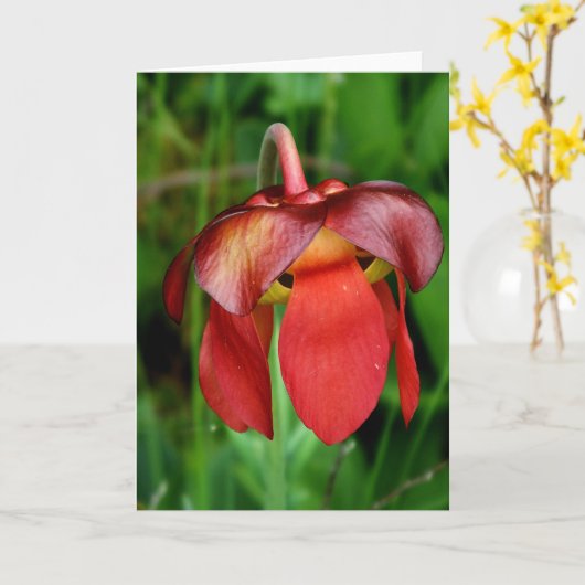 Pitcher-Plant: Rode ventilator tegen groene achter Kaart (Gele Bloem)