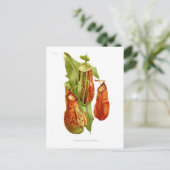 Pitcher-planten Briefkaart (Staand voorkant)
