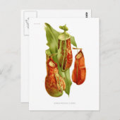 Pitcher-planten Briefkaart (Voorkant / Achterkant)