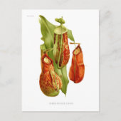 Pitcher-planten Briefkaart (Voorkant)