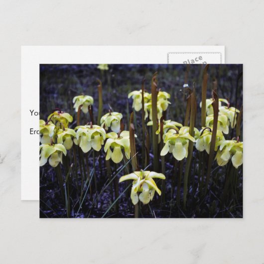 Pitcher-Planten Briefkaart (Voorkant / Achterkant)