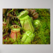 Pitcher-Planten Poster (Voorkant)