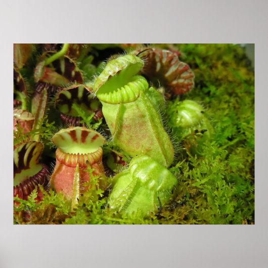 Pitcher-Planten Poster (Voorkant)