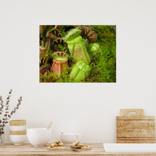 Pitcher-Planten Poster (Keuken)