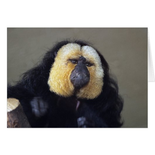 Pithecia pithecia (Voorkant Horizontaal)