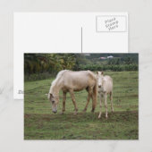 Pitons2 Briefkaart (Voorkant / Achterkant)