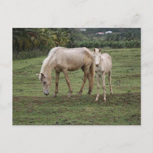 Pitons2 Briefkaart (Voorkant)