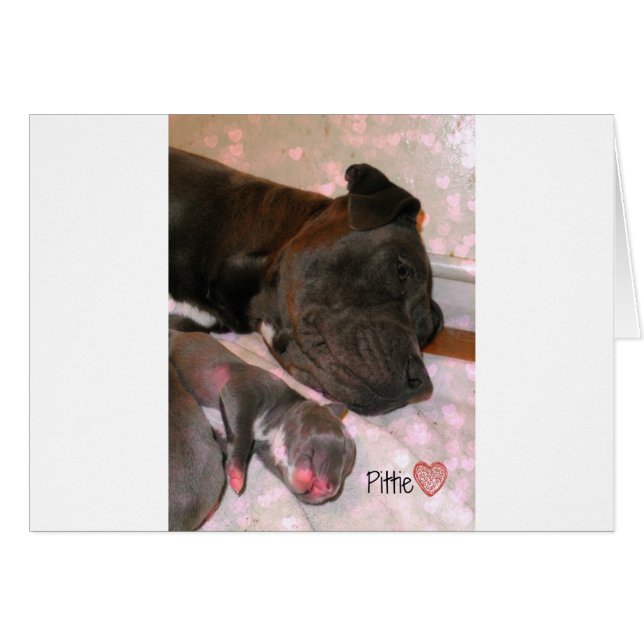 Pittie Love (Voorkant Horizontaal)