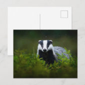 pittige das briefkaart (Voorkant / Achterkant)