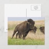 Pittige jonge bizonstier bij de Tallgrass Briefkaart (Voorkant / Achterkant)
