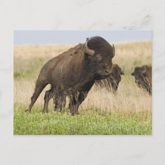 Pittige jonge bizonstier bij de Tallgrass Briefkaart (Voorkant)
