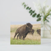Pittige jonge bizonstier bij de Tallgrass Briefkaart (Staand voorkant)