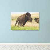 Pittige jonge bizonstier bij de Tallgrass Canvas Afdruk (Insitu (Houten vloer))