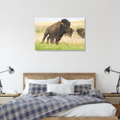 Pittige jonge bizonstier bij de Tallgrass Canvas Afdruk (Insitu (Slaapkamer))