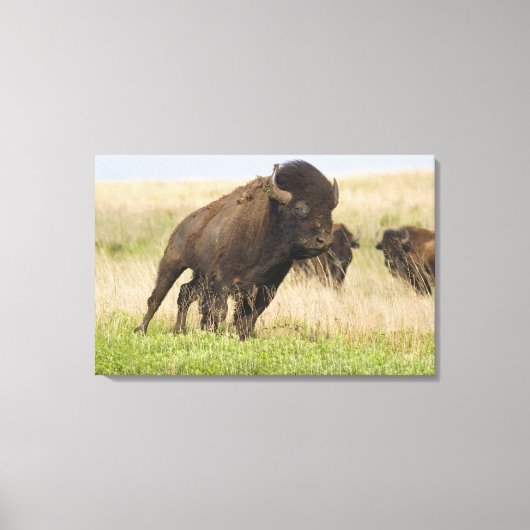 Pittige jonge bizonstier bij de Tallgrass Canvas Afdruk (Voorkant)