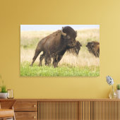 Pittige jonge bizonstier bij de Tallgrass Canvas Afdruk (Insitu (Woonkamer))