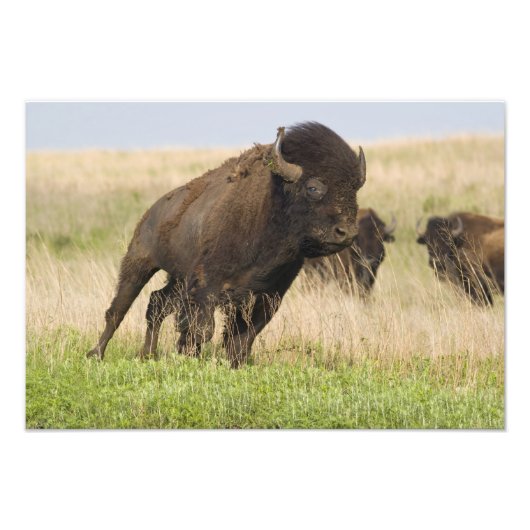Pittige jonge bizonstier bij de Tallgrass Foto Afdruk (Voorkant)