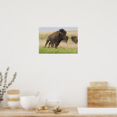 Pittige jonge bizonstier bij de Tallgrass Poster (Keuken)