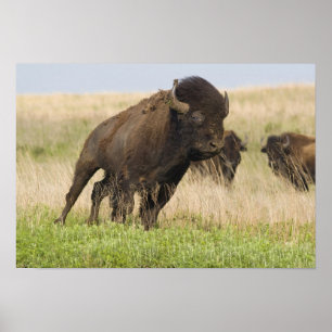 Pittige jonge bizonstier bij de Tallgrass Poster