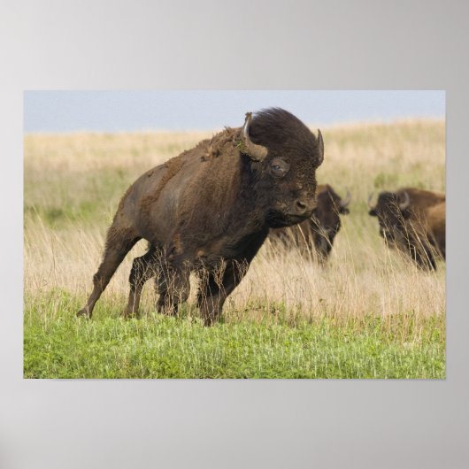 Pittige jonge bizonstier bij de Tallgrass Poster (Voorkant)